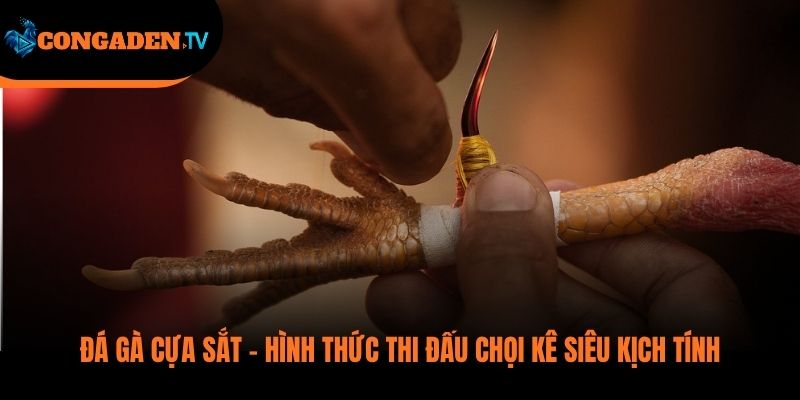 đá gà cựa sắt