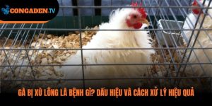 gà bị xù lông