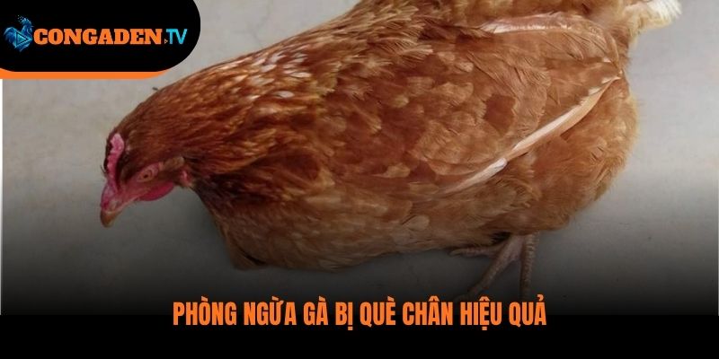 gà bị què chân