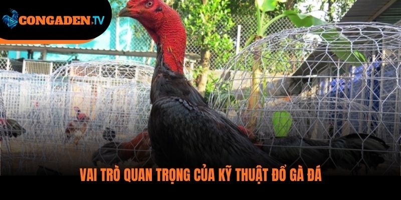 kỹ thuật đổ gà đá