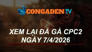 XEM LẠI ĐÁ GÀ CPC2 NGÀY 7/4/26